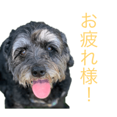 レオとエルモの日常生活