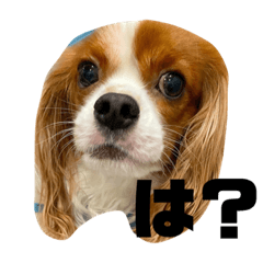 キャバリア「チップ」1