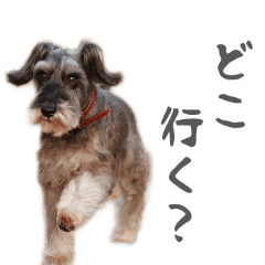 ミニチュアシュナウザーのみっしぇるくん