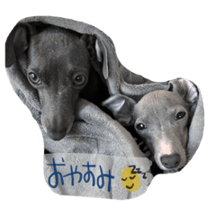 ちゅぴとぴーぷ