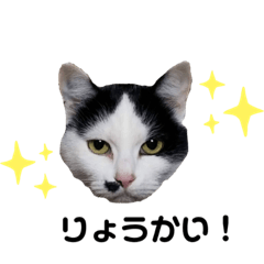 みやしたにゃんこず