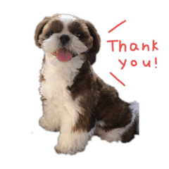 シーズー♪ふくまる　スタンプ