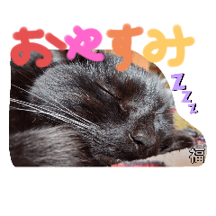 うちの黒猫の福ちゃん①