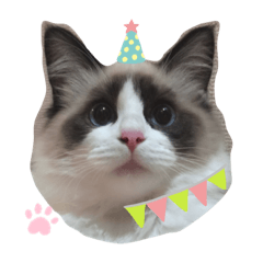 ラグドールとうちにゃんこ