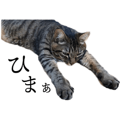 ぐうたらねこ、びびちゃんの1日。