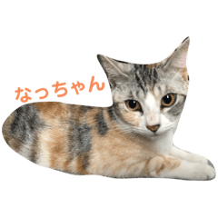 なっちゃんฅ•ω•ฅ