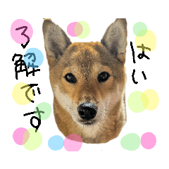 しばいぬのさくら