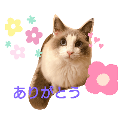 ラグドールスタンプ1