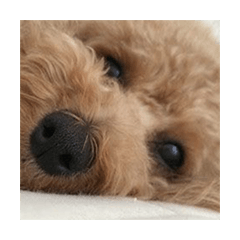 トイプードル ももたん