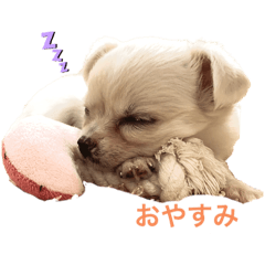 マチャンプスドットコム