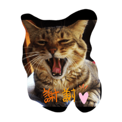 片岡家のネコたち  集合体