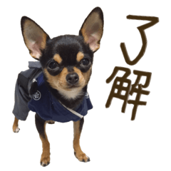 仲良しチワワのコロティアモ Vol.1