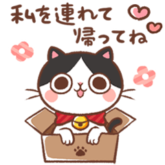 ミルク猫 宝ちゃん♪