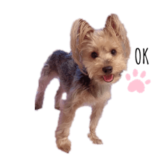 愛犬ショコラvol.1