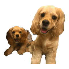 わんにゃんズ！