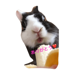 うさ太郎のうさぎ部屋♪