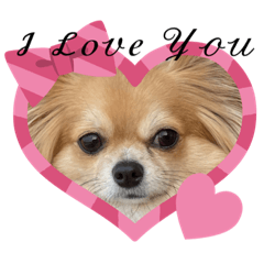 チワワのまめたん愛を伝える❤