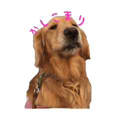 ゴールデンレトリバーアンジェロ5