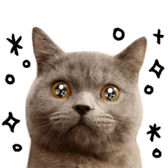 ねこねこ写真スタンプ