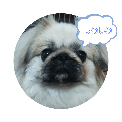 愛犬はぺキニーズ