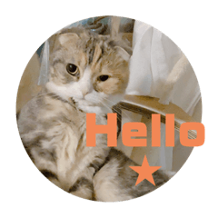 スコティシュのあんずちゃん