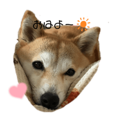 柴犬さち　shibainu-sachi