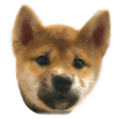 柴犬のこたろうスタンプ