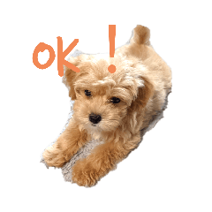 きなこの日常1-生後2ヶ月ver.