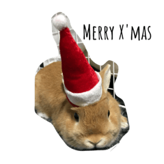 うさぎのもんた