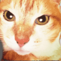 るぅ。の にゃんこ指定★動く★英語&日本語