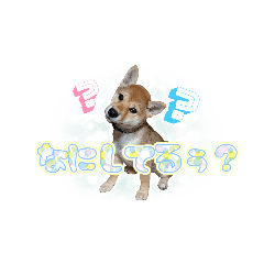 柴犬くっくちゃんだぞぉ２