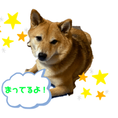 二代目豆柴コテツ　一応豆柴です