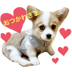 コーギー×ペキニーズmixパピー犬のマイラ