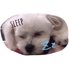 まるすけの日常