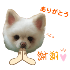 ポメラニアン　ラテスタンプ③