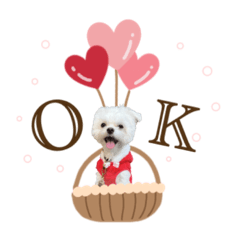 チワマルのティノ☺︎