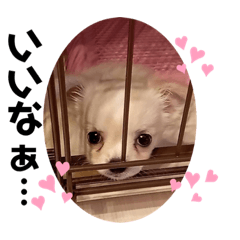 犬と猫　7匹の家族♪