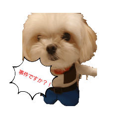 ペロ　4本足のお友達