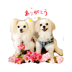 パピマル双子の凜&蘭