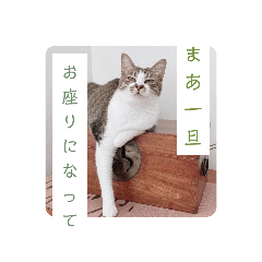 kotamanonekoスタンプ