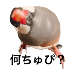 今日のちゅぴまる(文鳥)