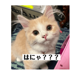 猫 ナンシーちゃん cat  スタンプ