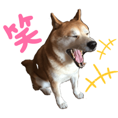 俺さま柴わんこ