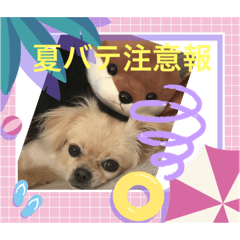 犬のココちゃん夏スタンプ！