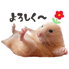 キンクマあいさつスタンプ♪(修正版)