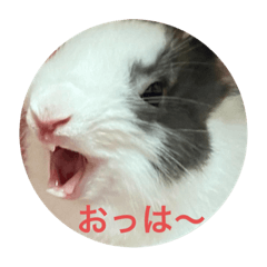 ミニうさぎのダッチ