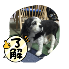 はんぞうミュージアム