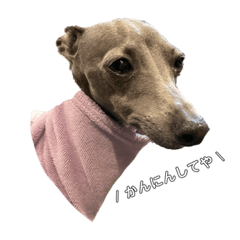 イタグレのきんぴらくん２(たまに富山弁)