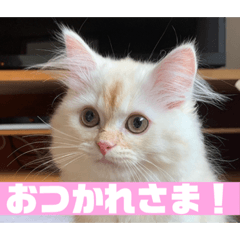 茶々丸ほのぼのスタンプ