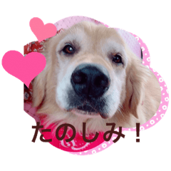 ゴールデンレトリーバーふう2